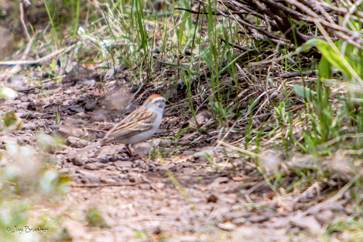 Chipping Sparrow - ML644459564