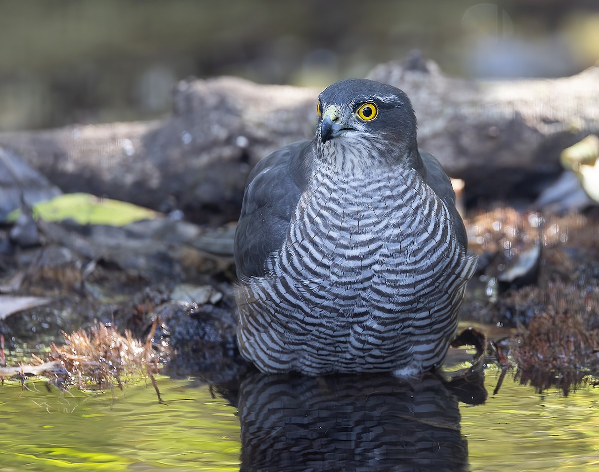 Eurasian Sparrowhawk - ML644459573