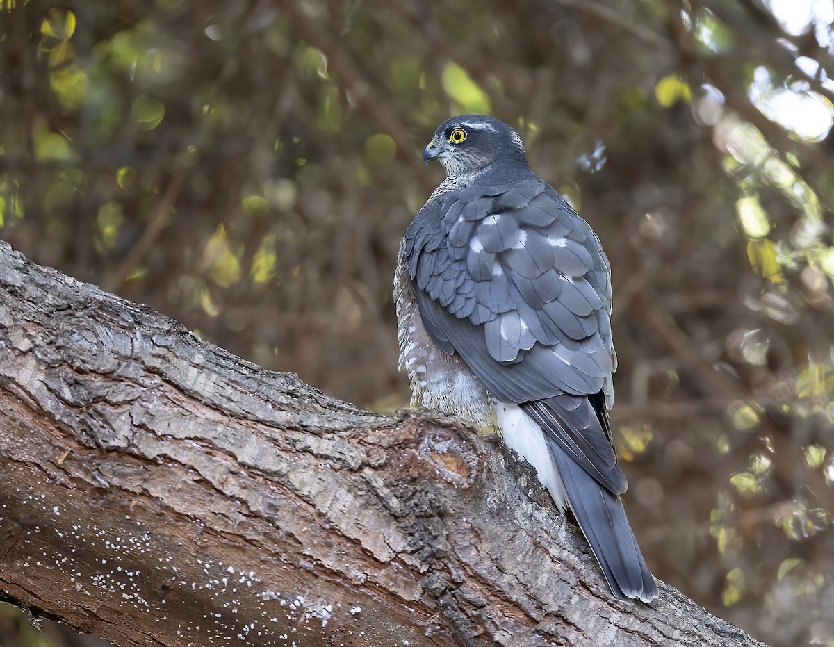 Eurasian Sparrowhawk - ML644459574