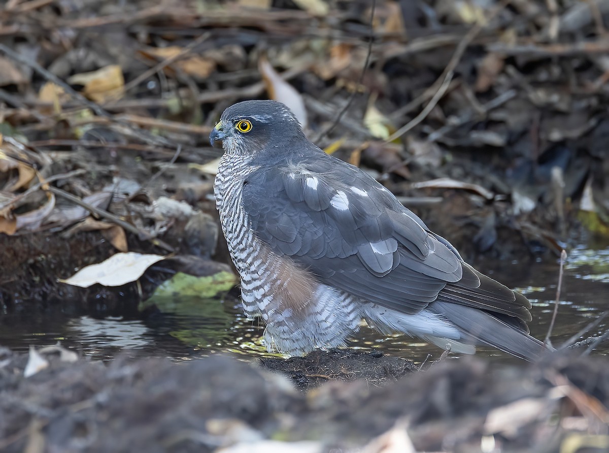 Eurasian Sparrowhawk - ML644459575