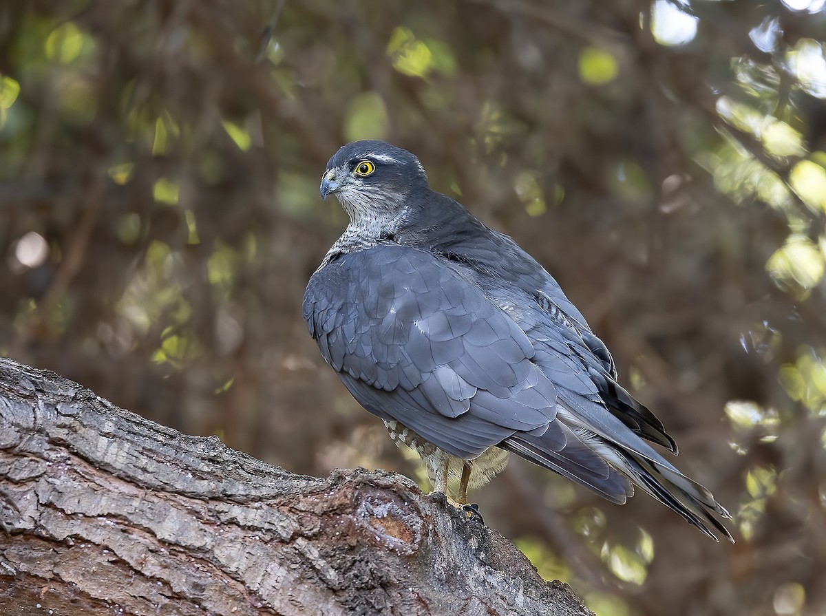 Eurasian Sparrowhawk - ML644459578
