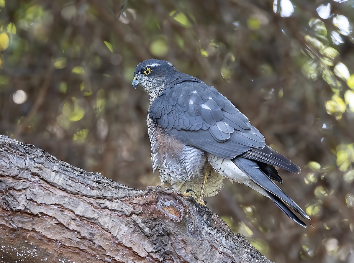 Eurasian Sparrowhawk - ML644459579