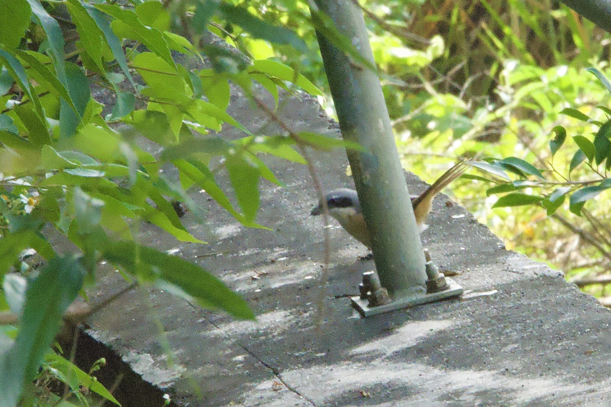 Gray-backed Shrike - ML644459587