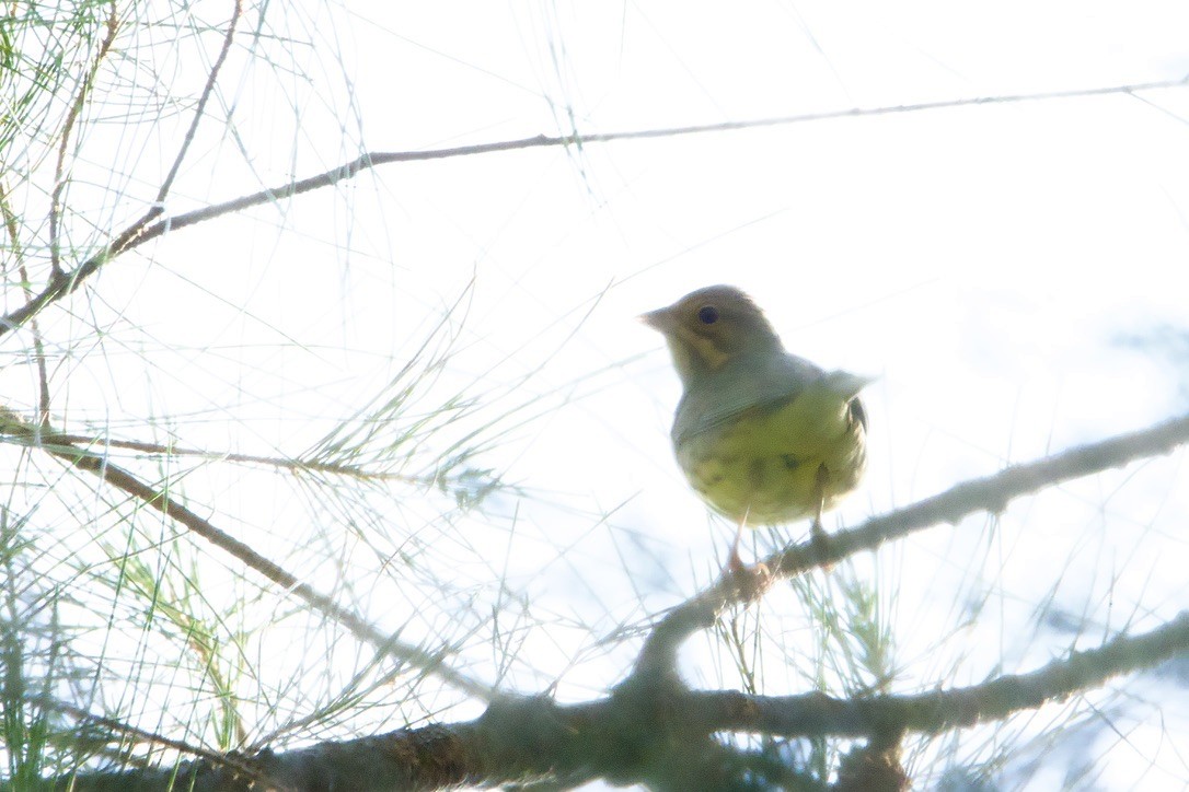 Рыжая овсянка - ML644459600