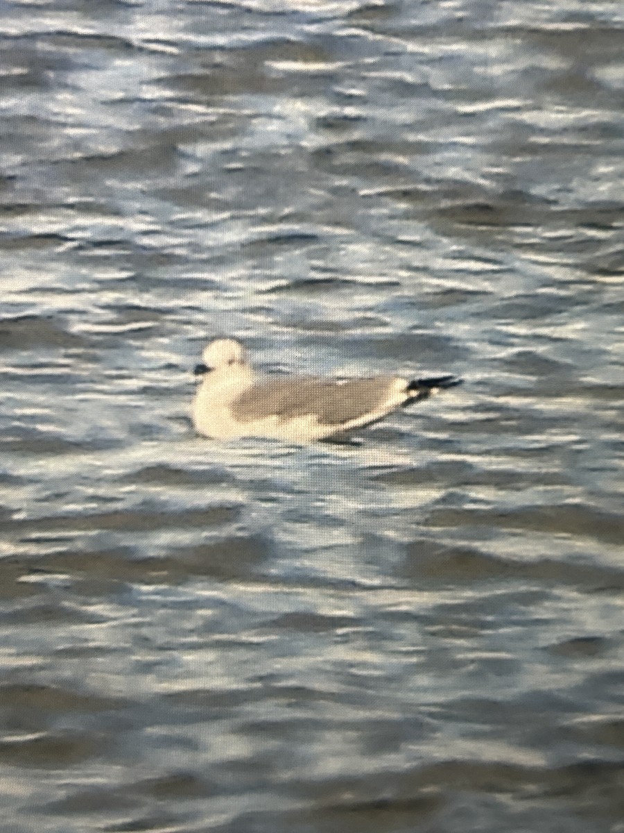 שחף צוחק - ML644459602