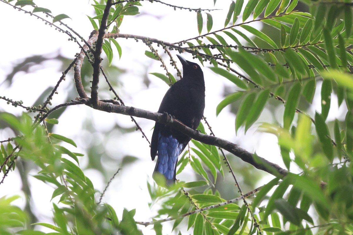 Asian Fairy-bluebird - ML644459607