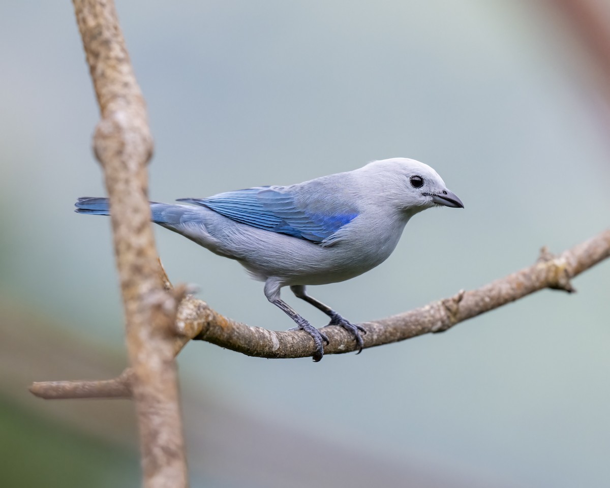 Blue-gray Tanager - ML644459609