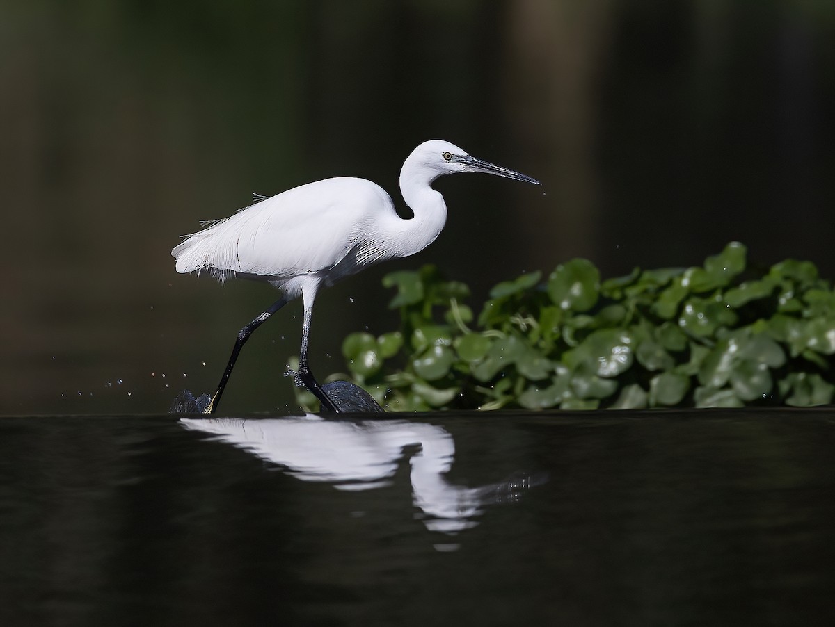 Little Egret - ML644459618