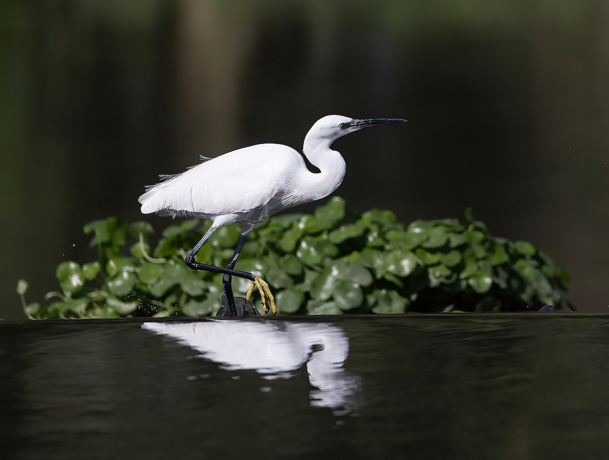 Little Egret - ML644459619