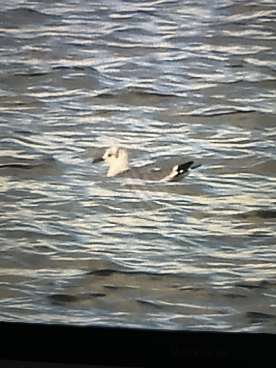 שחף צוחק - ML644459622