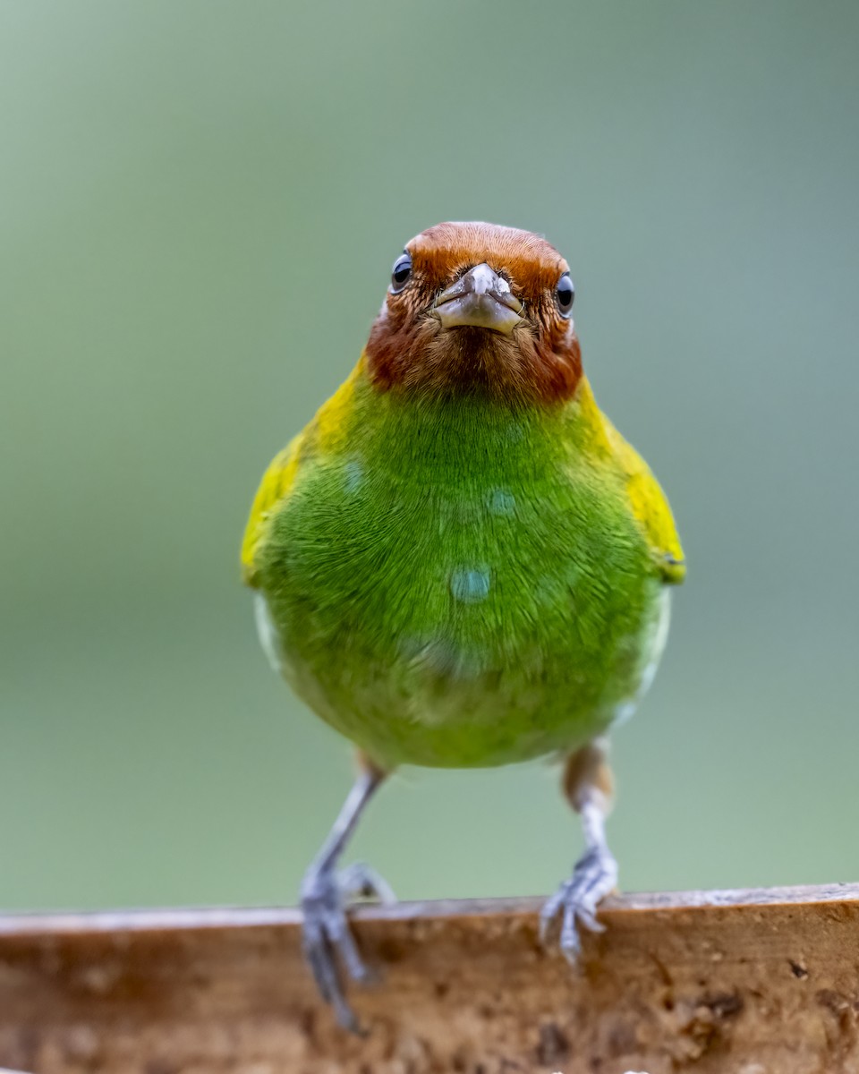 チャガシラフウキンチョウ - ML644459623