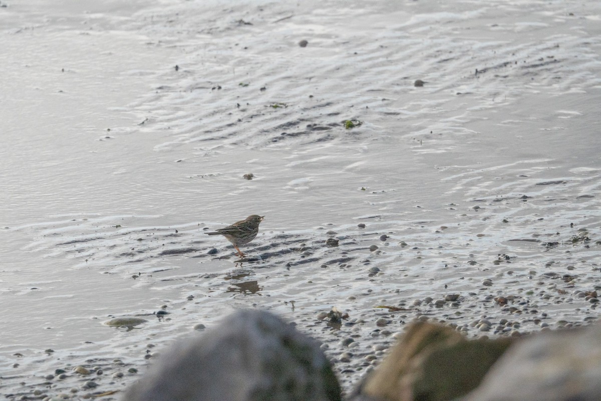 Çayır İncirkuşu - ML644459624