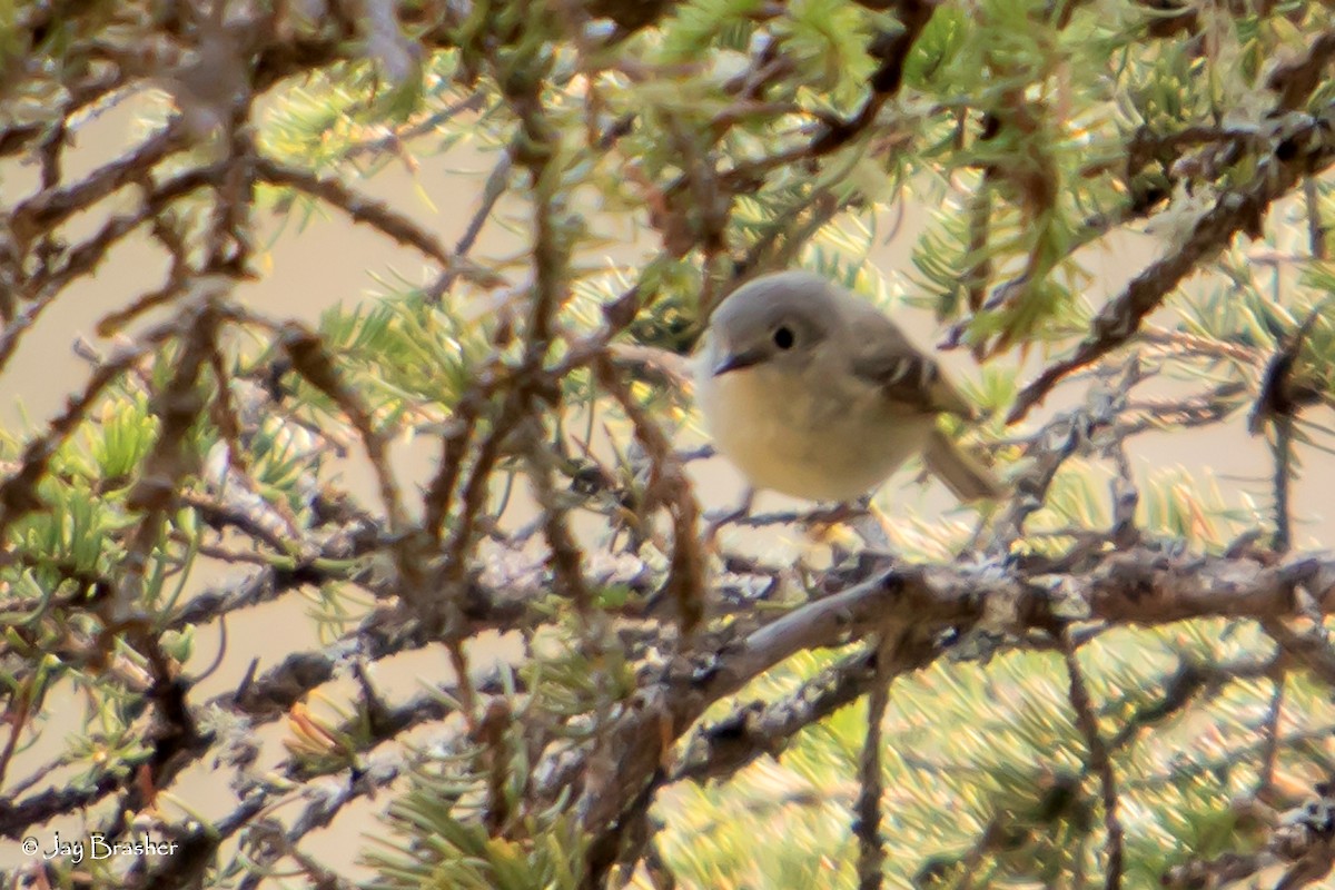 מלכילון אמריקני - ML644459656