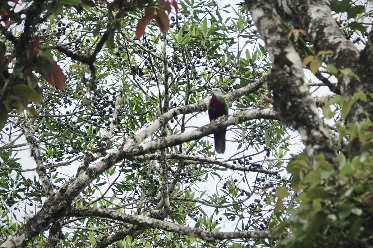 Wompoo Fruit-Dove - ML644459662