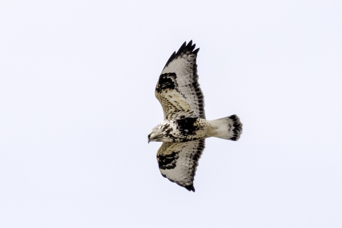 ケアシノスリ - ML644459671