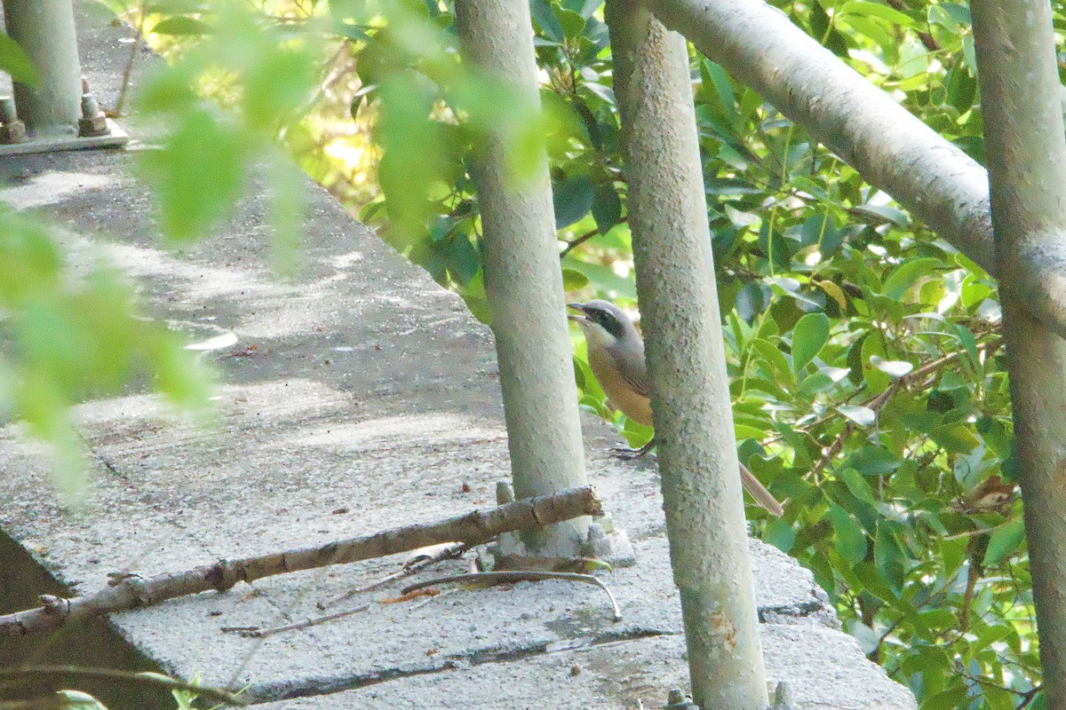 Gray-backed Shrike - ML644459685