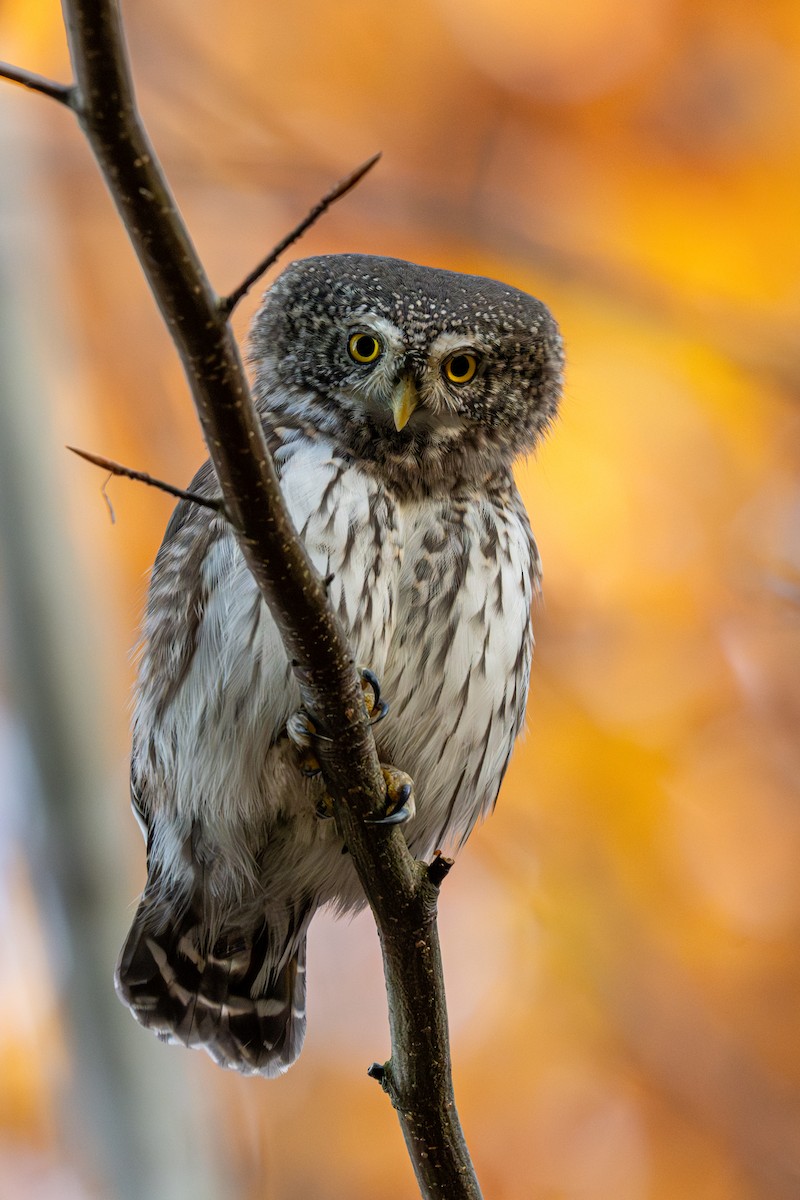 Eurasian Pygmy-Owl - ML644459689