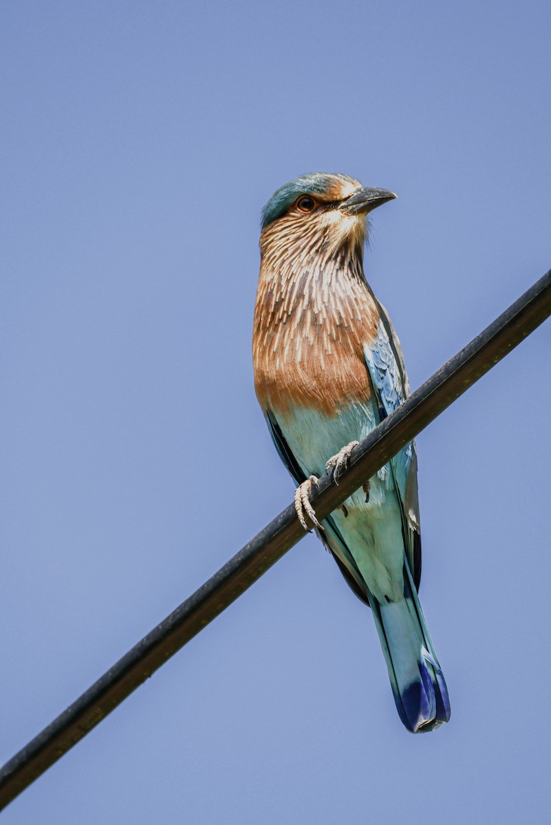 Indian Roller - ML644459698