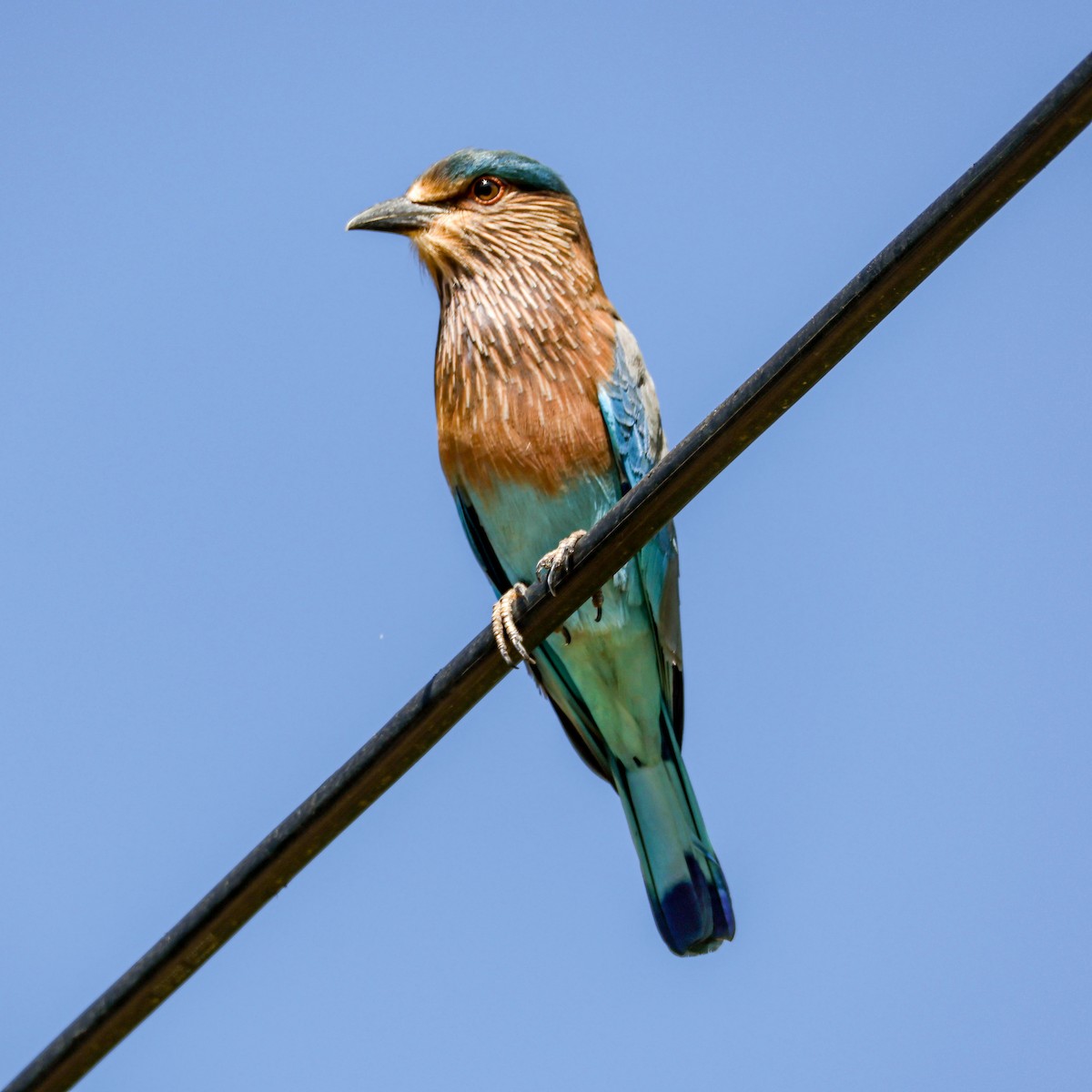 Indian Roller - ML644459699