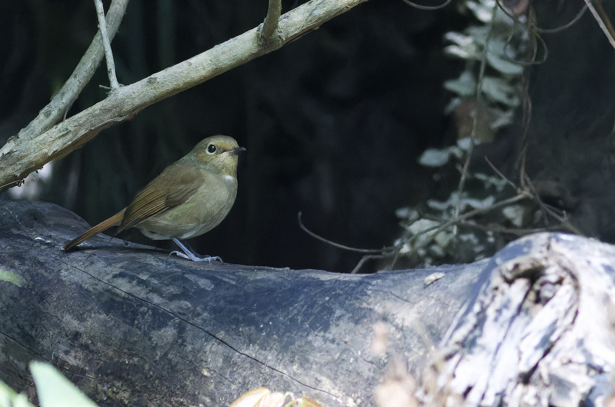 Rufous-bellied Niltava - ML644459703