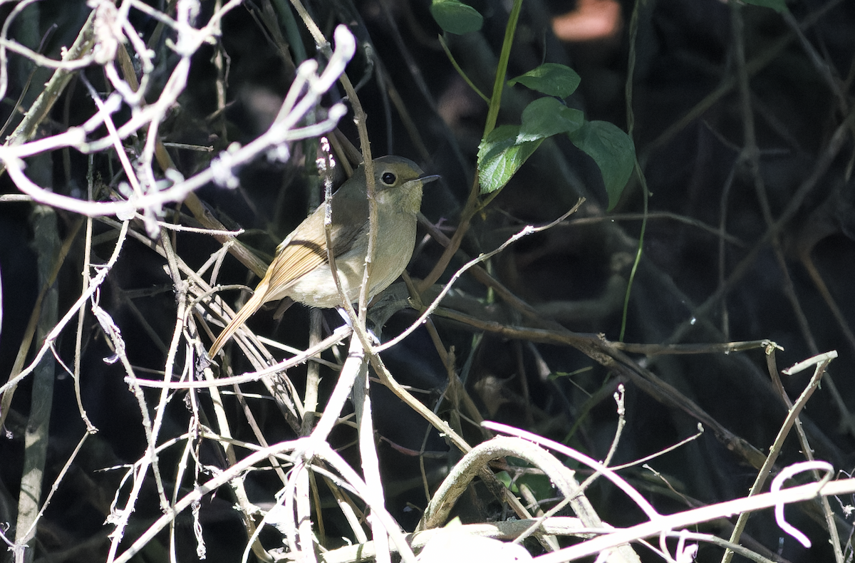 Rufous-bellied Niltava - ML644459704