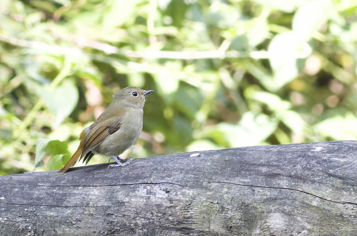 Rufous-bellied Niltava - ML644459706