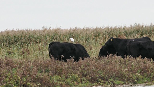 kuhegre - ML644459710