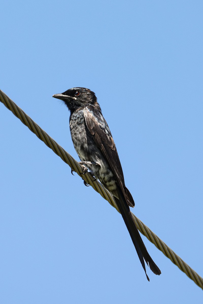 Black Drongo - ML644459711
