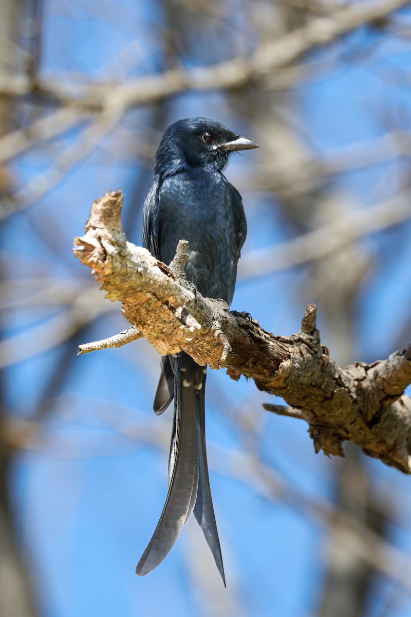 Black Drongo - ML644459712