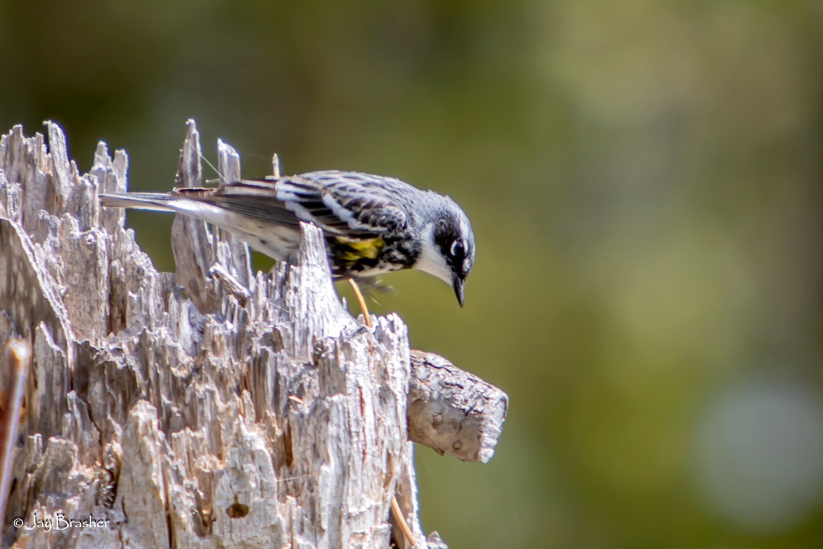 Yellow-rumped Warbler (Myrtle) - ML644459724