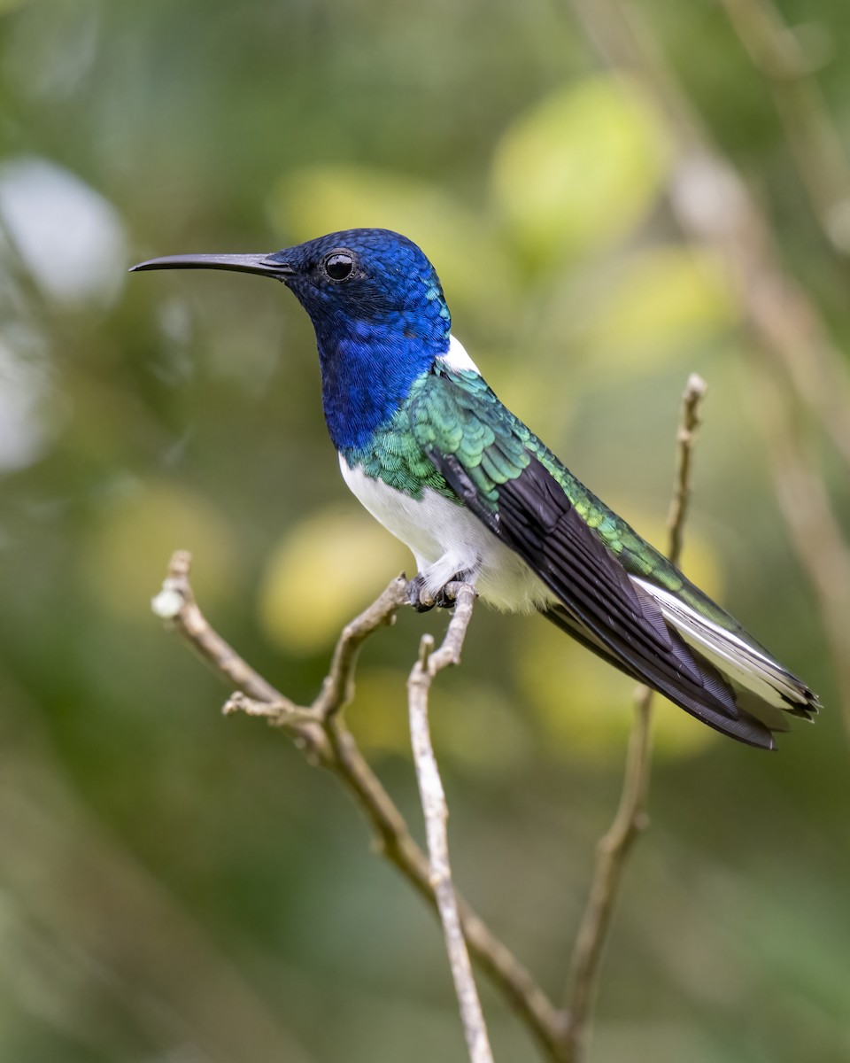 kolibřík bělokrký - ML644459730