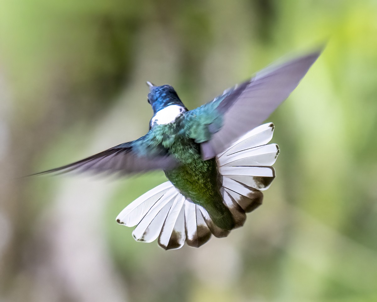 kolibřík bělokrký - ML644459731