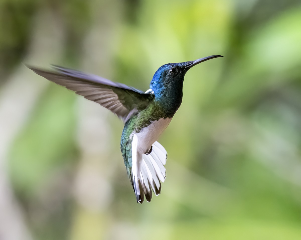 kolibřík bělokrký - ML644459732