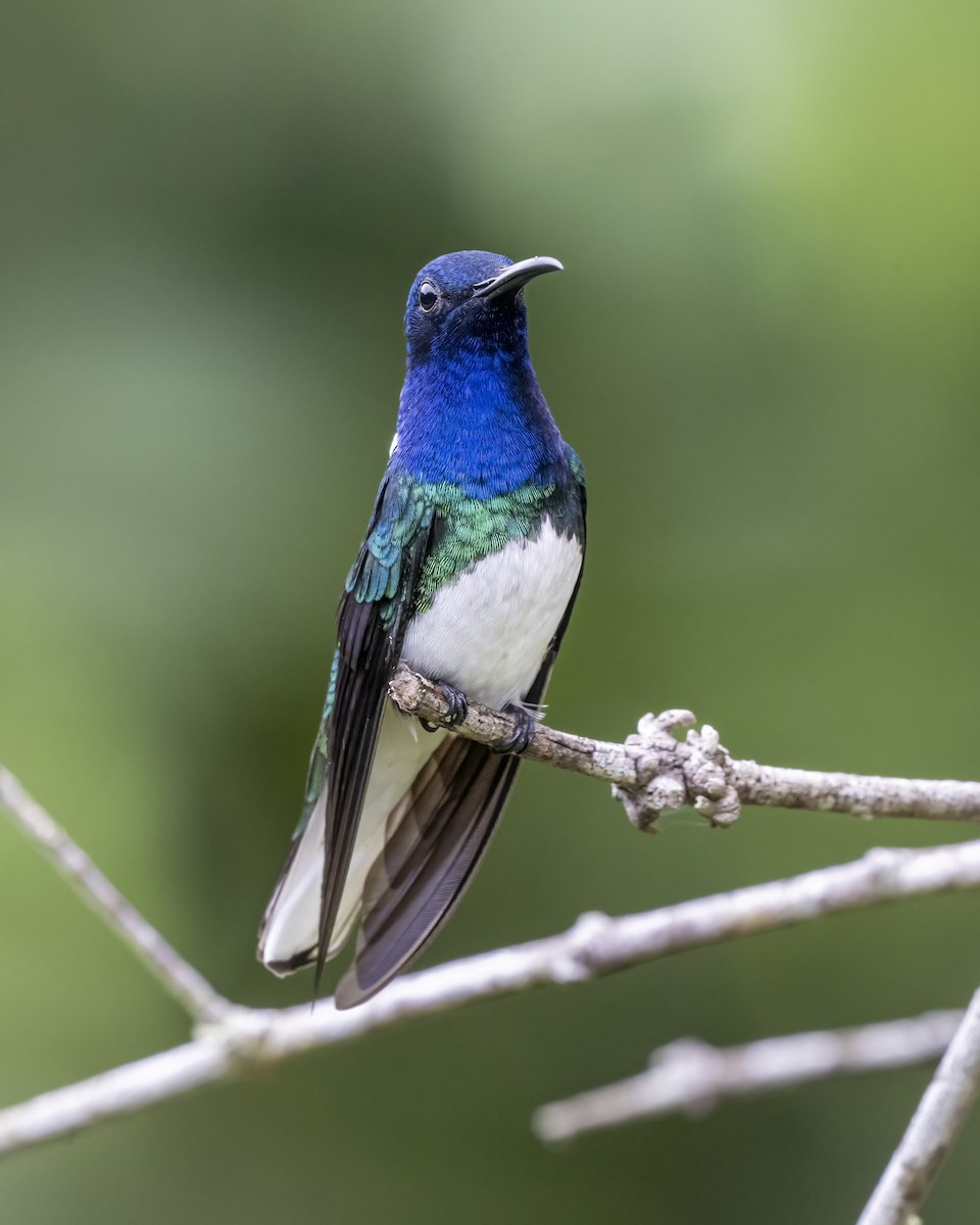 kolibřík bělokrký - ML644459733