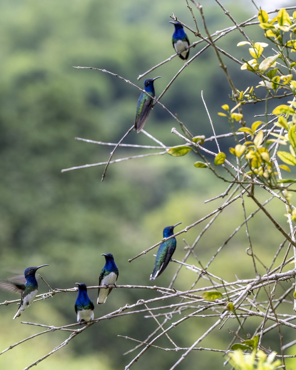 kolibřík bělokrký - ML644459734