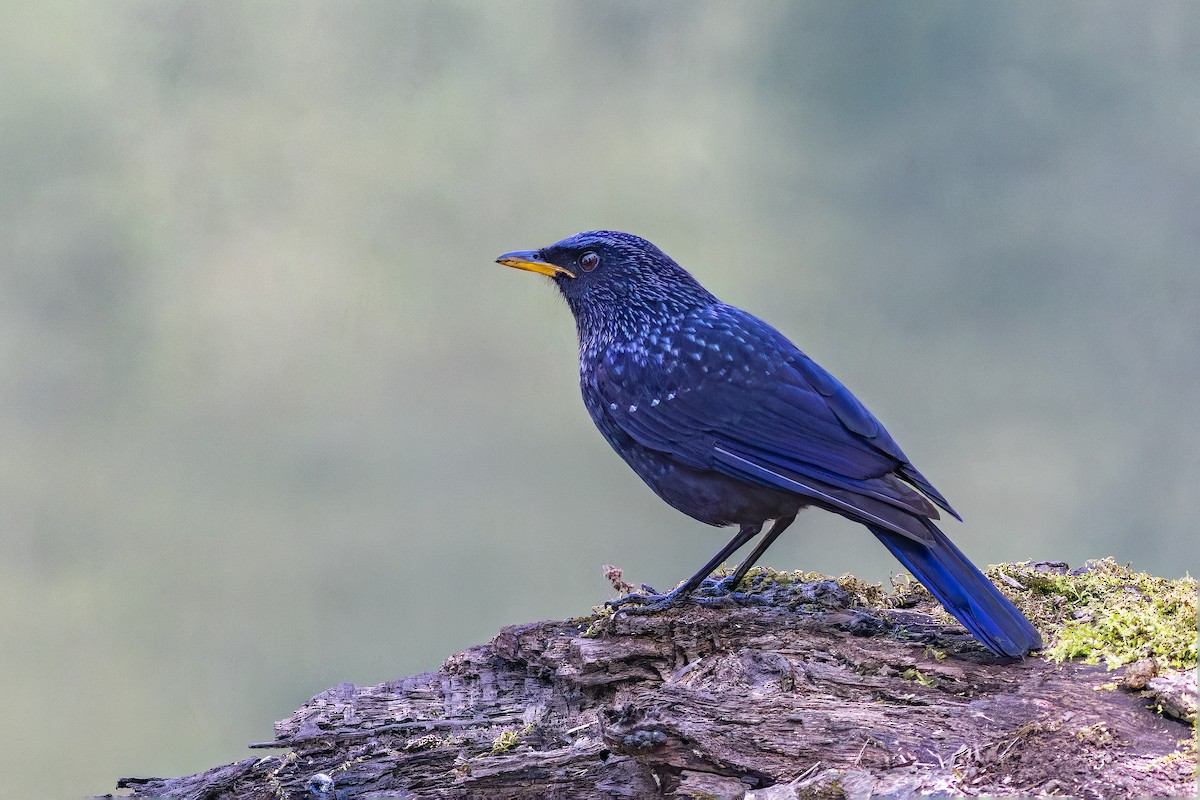 Нил исгэрээ хөөндэй - ML644459735