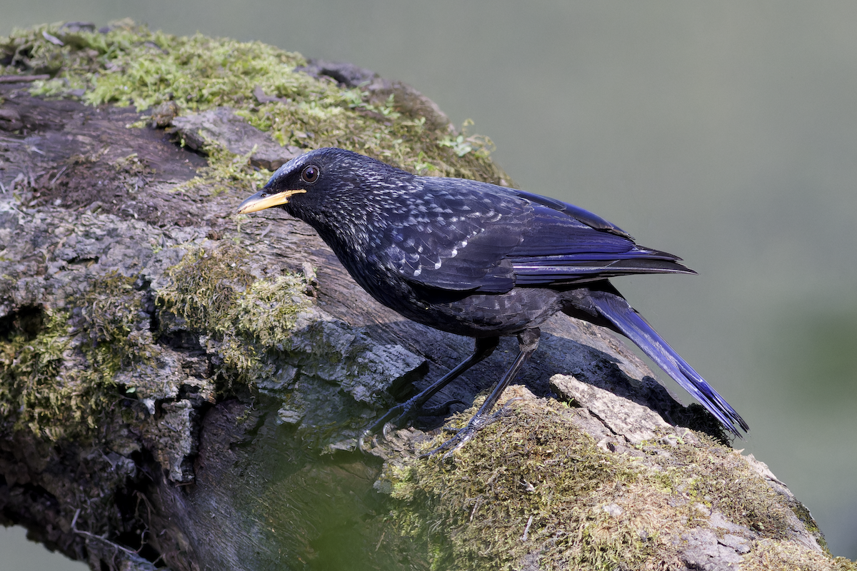 Нил исгэрээ хөөндэй - ML644459737