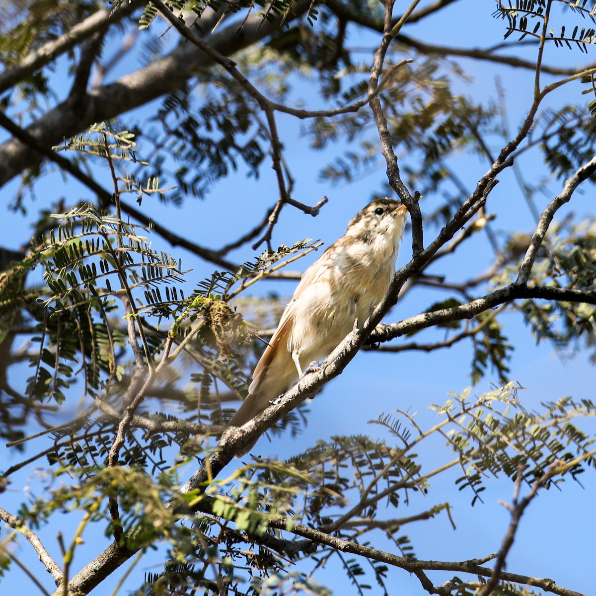 ヤブヨシキリ - ML644459738