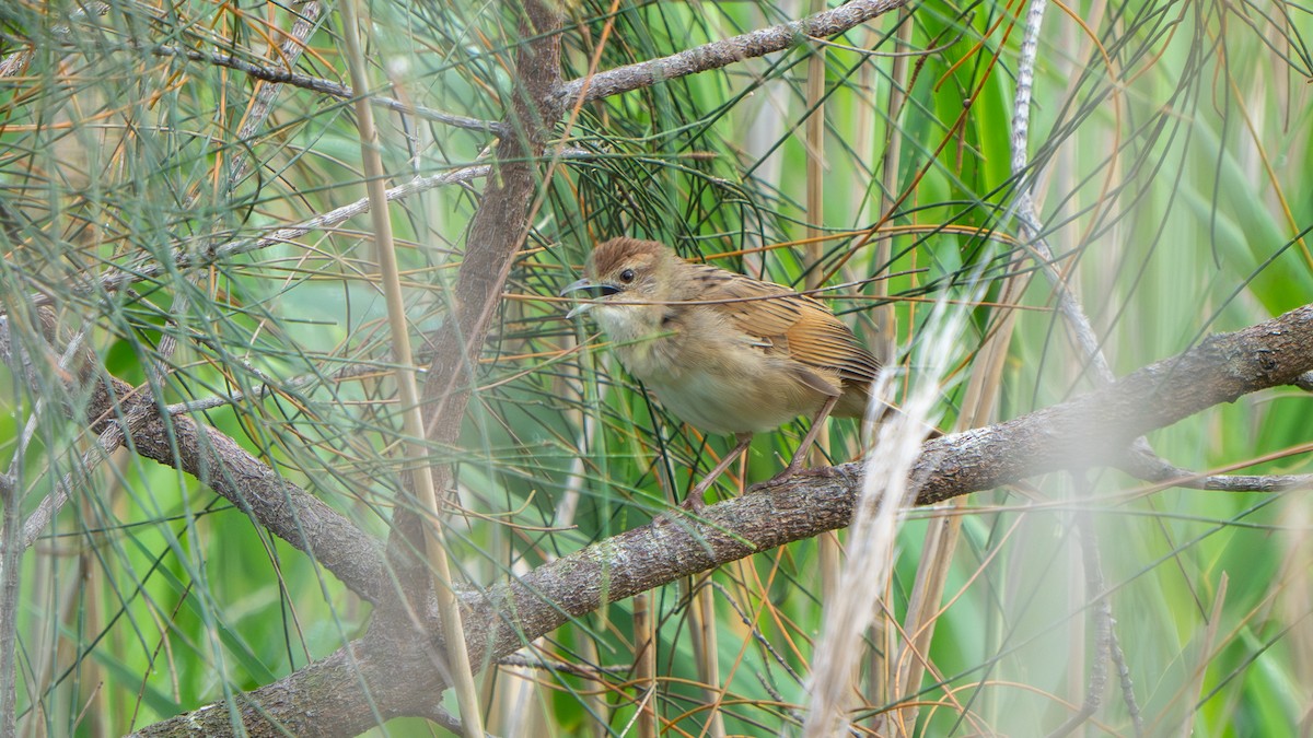 ズアカオオセッカ - ML644459739