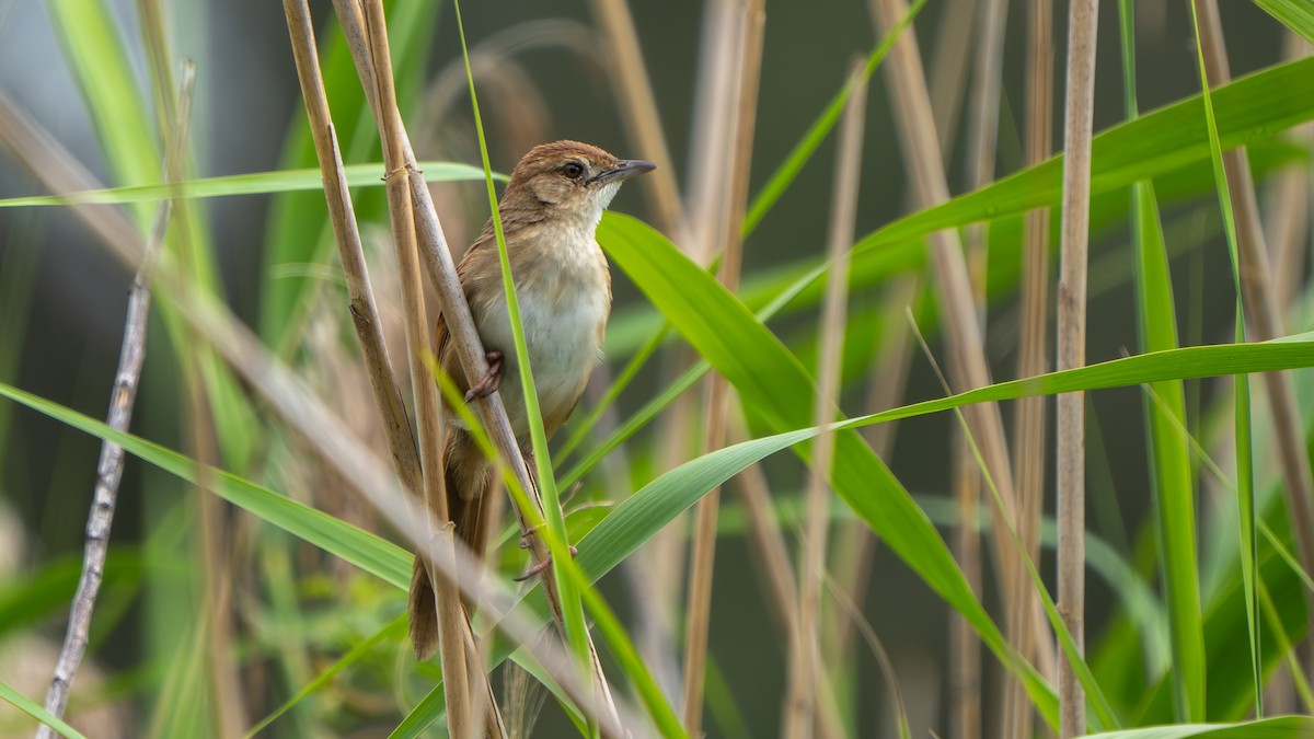 ズアカオオセッカ - ML644459740