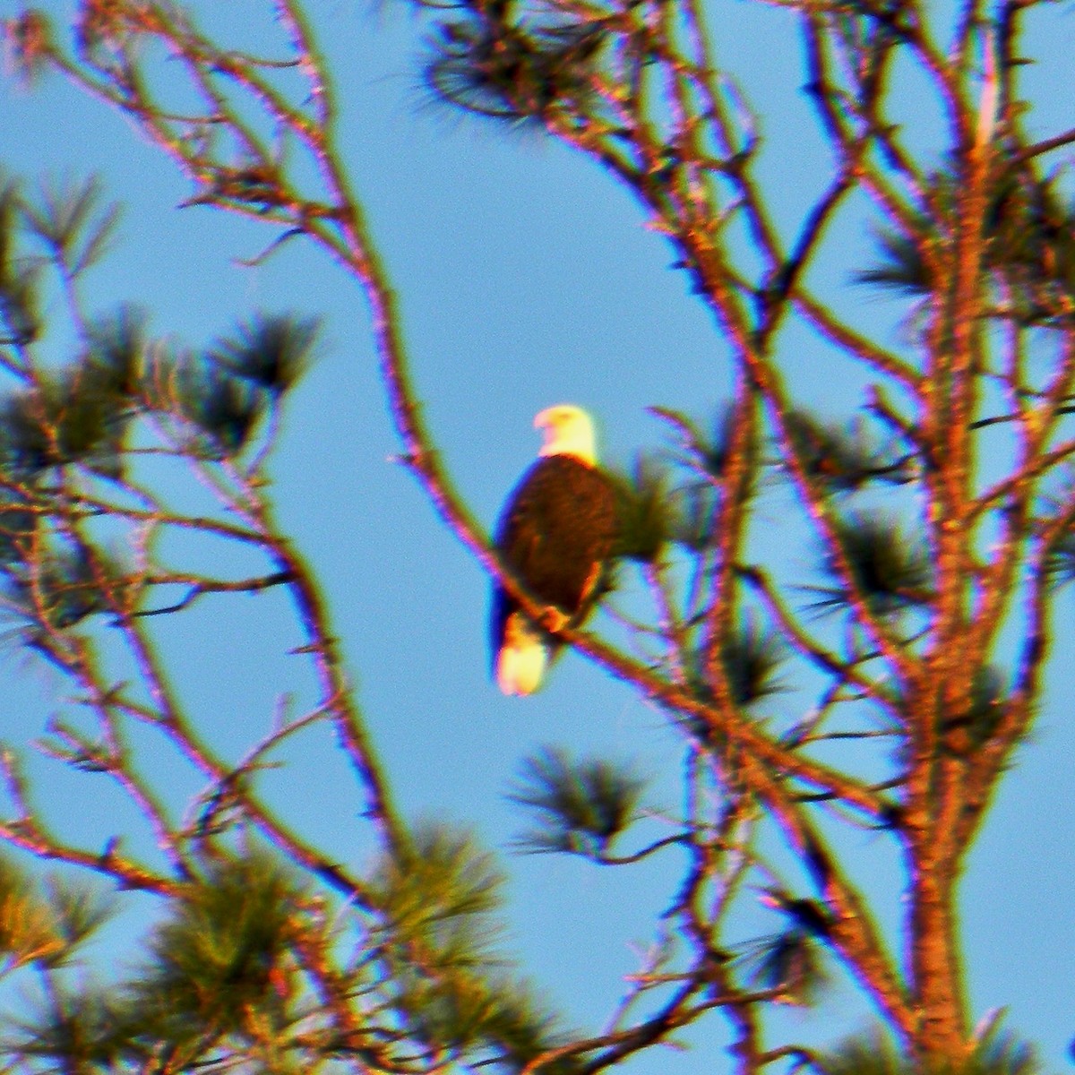 Bald Eagle - ML644459741