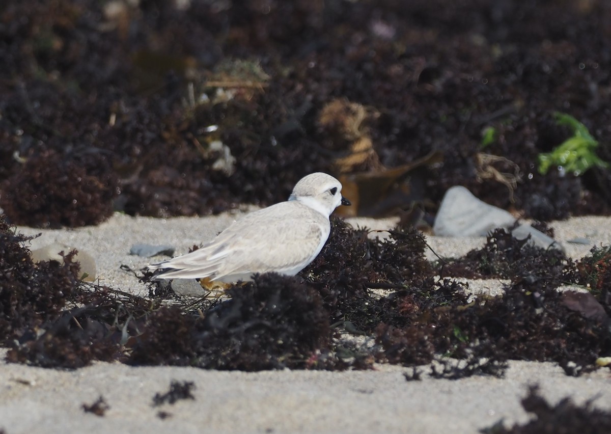 Chorlitejo Silbador - ML644459743