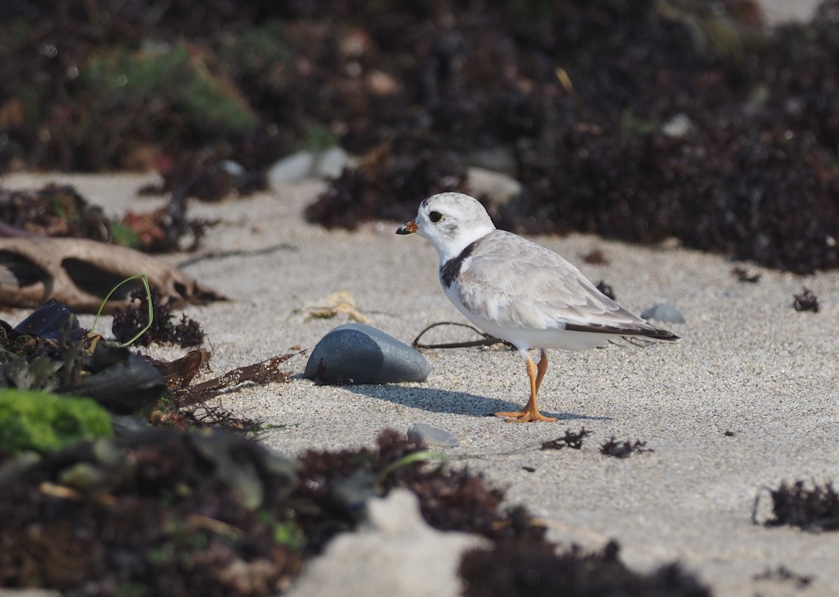 Chorlitejo Silbador - ML644459744