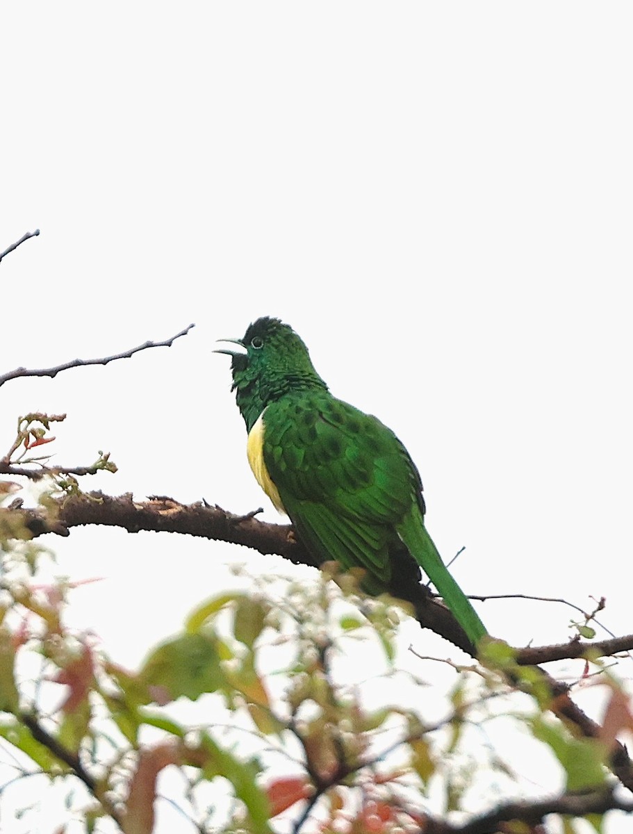 African Emerald Cuckoo - ML644459748