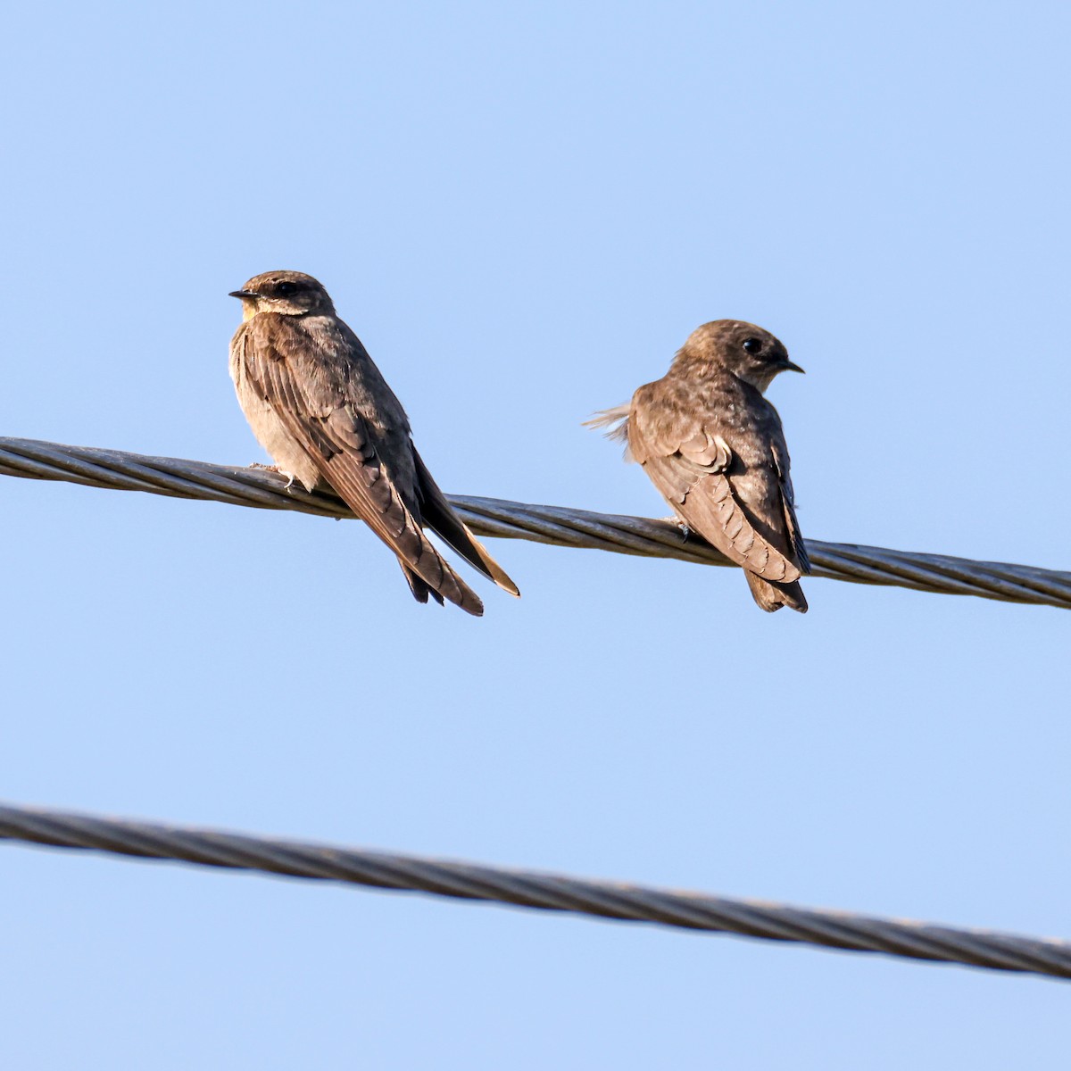 Dusky Crag-Martin - ML644459751