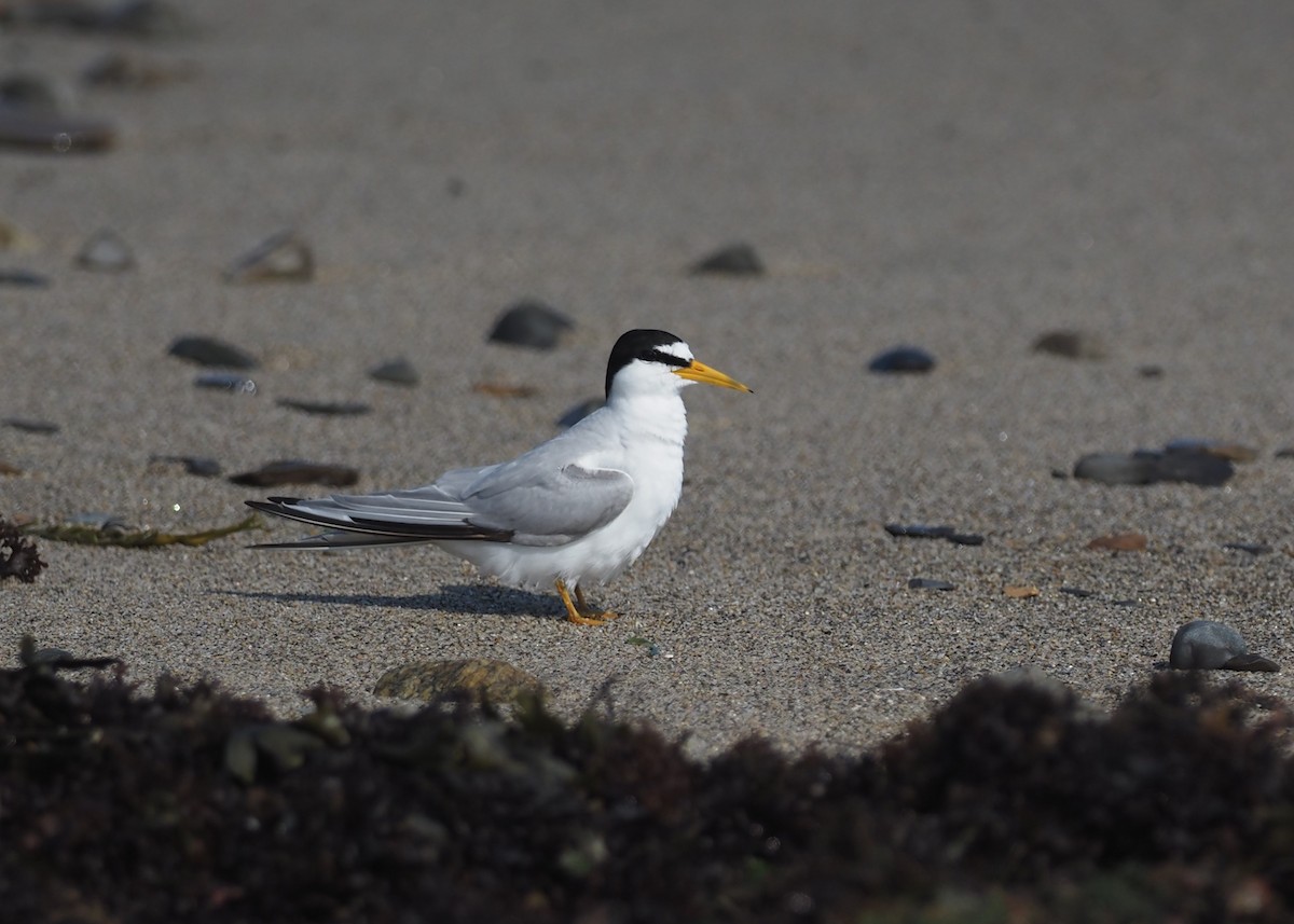 Charrancito Americano - ML644459759