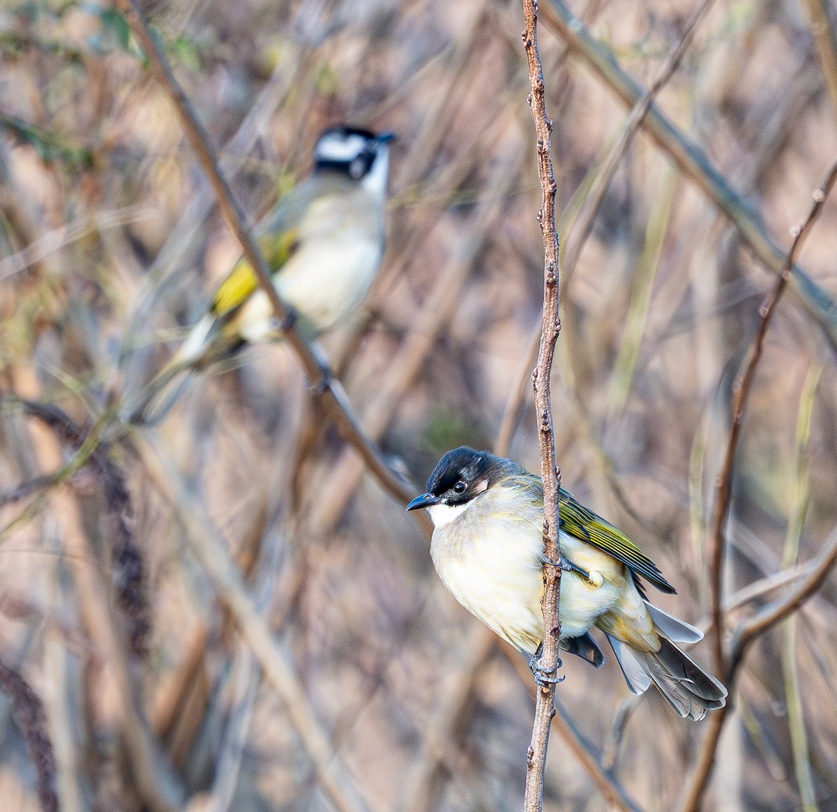 Нангиад бөлбөл - ML644459768