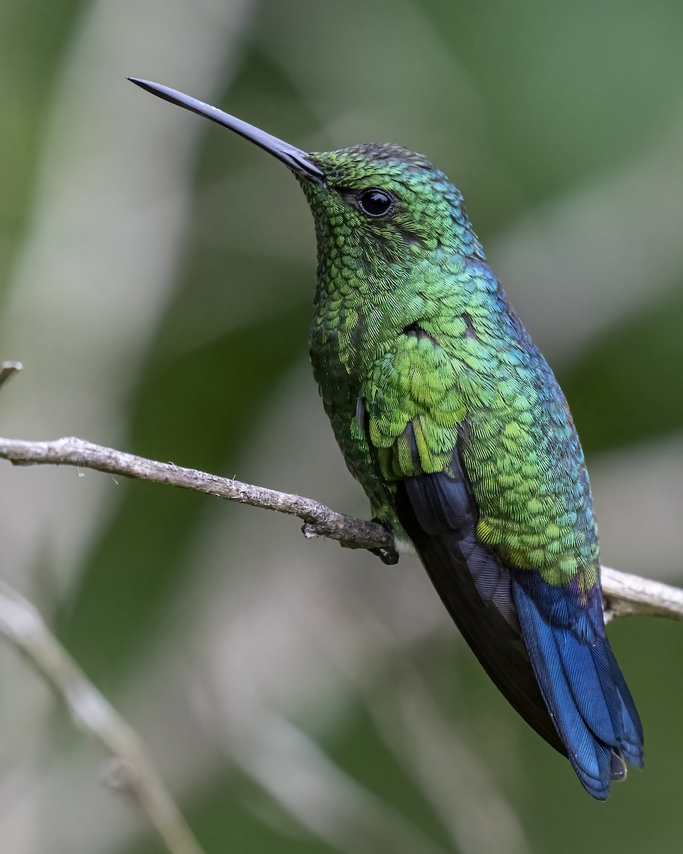 kolibrík ocelovořitý - ML644459774