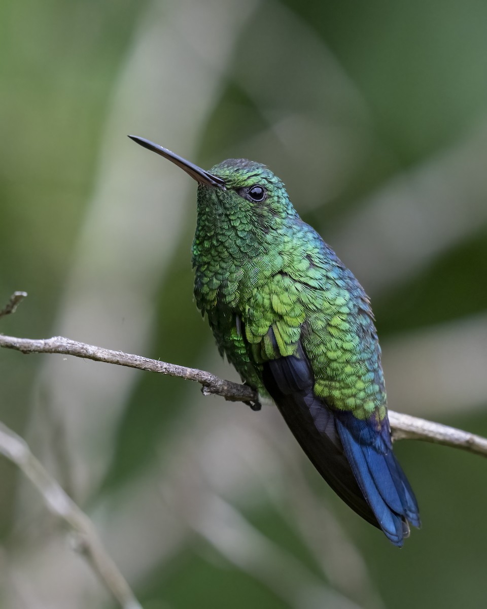kolibrík ocelovořitý - ML644459775