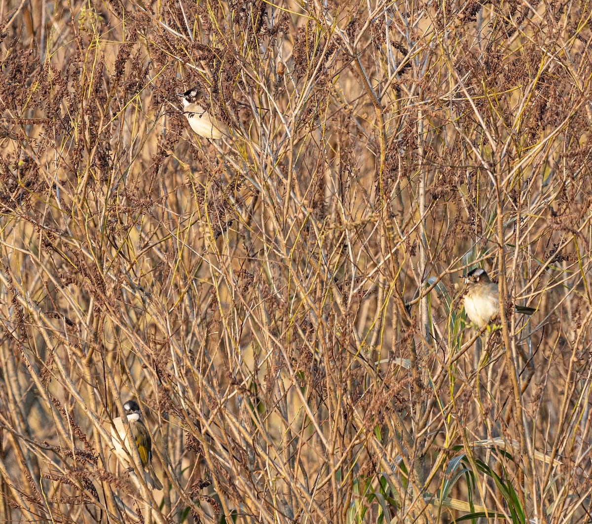 Нангиад бөлбөл - ML644459778